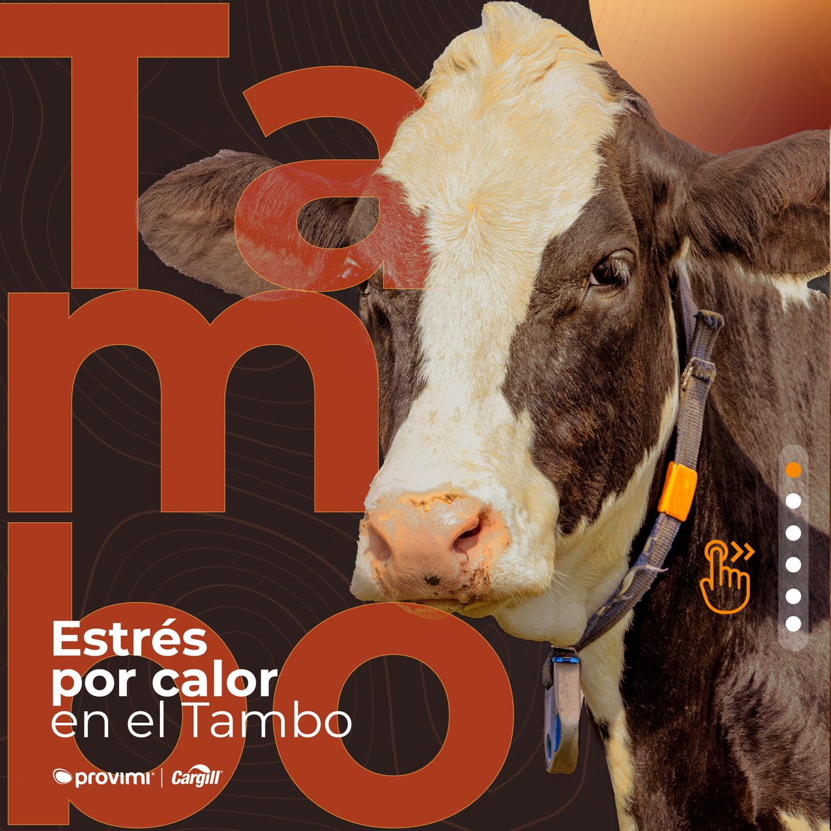 provimiarg's tweet photo. 🌡️El estrés por calor, un desafío para #TuTambo🐄

El #EstresCalórico 🔥 tiene impactos inmediatos y de largo plazo en la productividad, la salud y la rentabilidad de los rodeos lecheros. https://t.co/hEQsQlxz82