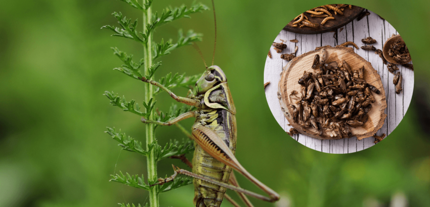 veganfuture's tweet photo. Why Eating Insects for Protein Is a Terrible Idea https://t.co/jK9aoKFNZe https://t.co/h25q0GLK7F