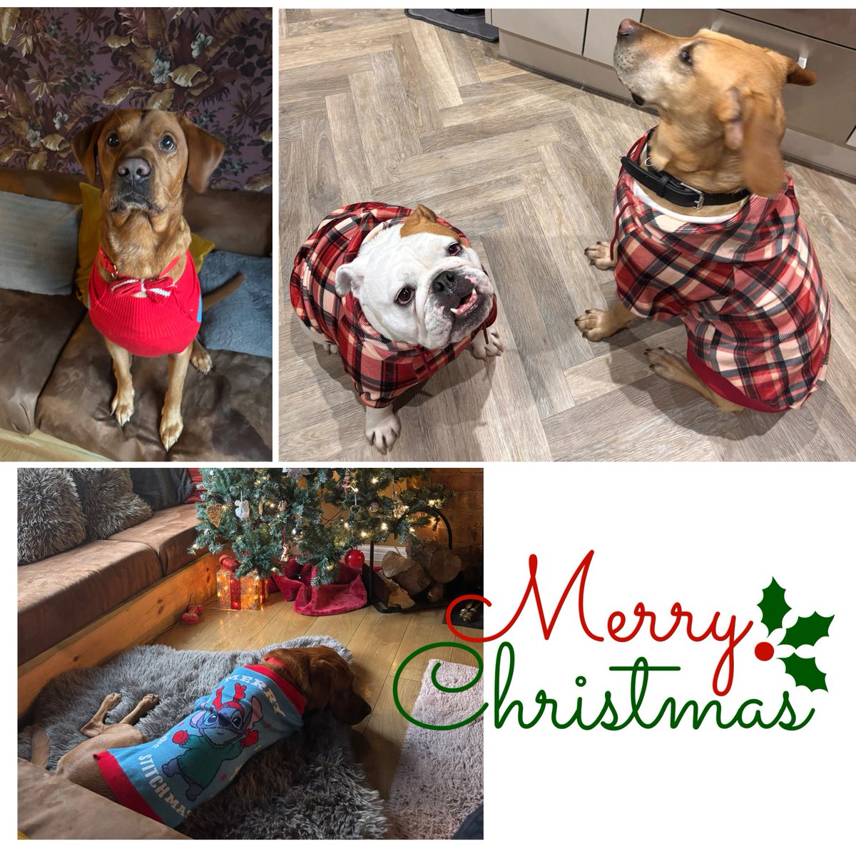 It's #ChristmasJumperDay at Anne McKinney Agencies🎄🎅 The doggy's have joined in too 🐶
We'd love to see your #ChristmasJumpers in the comments!!