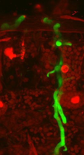 University of Dundee (@dundeeuni) on Twitter photo Approximately 25% of food is threatened annually by pests and diseases π±
Experts from <a href="/UoDLifeSciences/">UoD Life Sciences</a> will lead a new <a href="/UKRI_News/">UK Research and Innovation</a> project to reveal the secrets of diseases like potato blight, aiming to secure future food supplies.
buff.ly/4fkz1ZE Approximately 25% of food is threatened annually by pests and diseases π±
Experts from <a href="/UoDLifeSciences/">UoD Life Sciences</a> will lead a new <a href="/UKRI_News/">UK Research and Innovation</a> project to reveal the secrets of diseases like potato blight, aiming to secure future food supplies.
buff.ly/4fkz1ZE