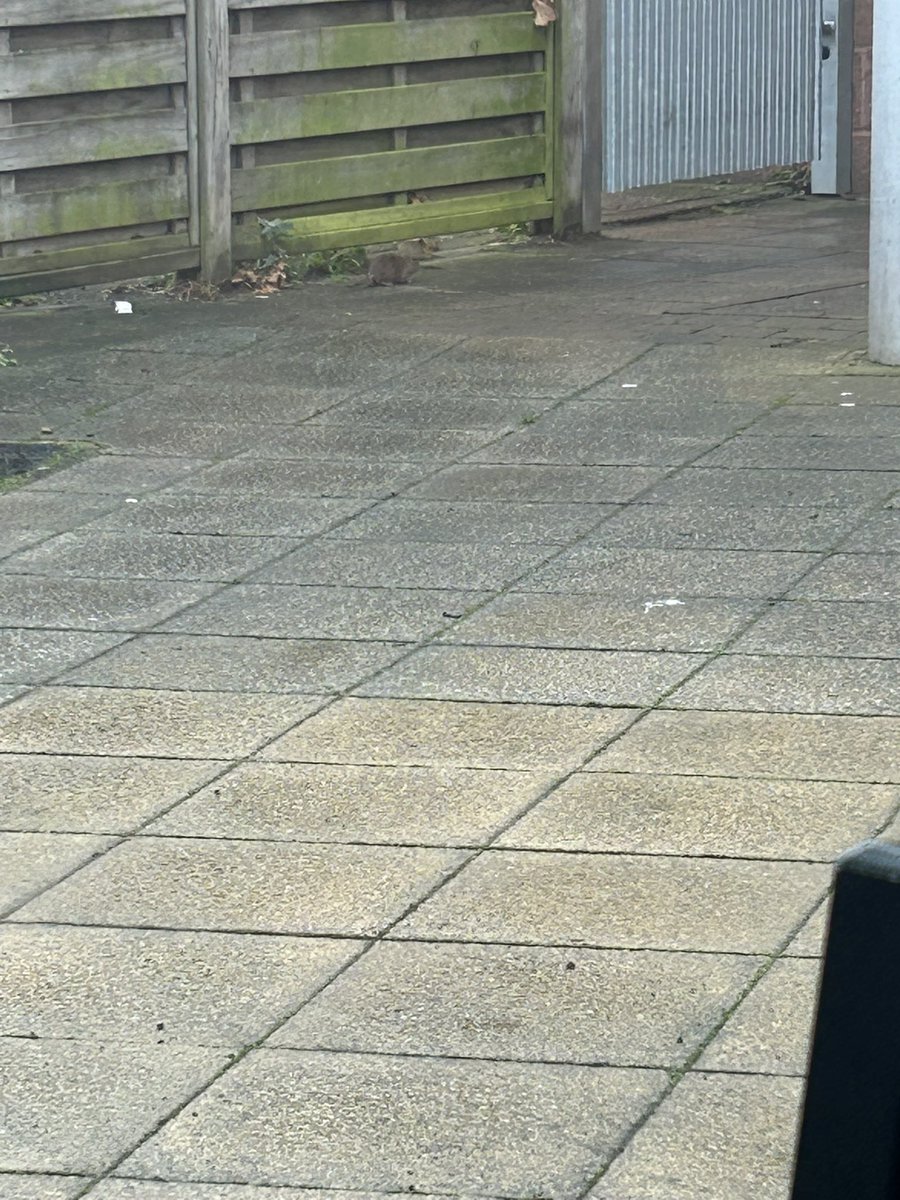 triggcc's tweet photo. #subway  #savills #rats #thurrock #lakeside https://t.co/QElTSXvIvM