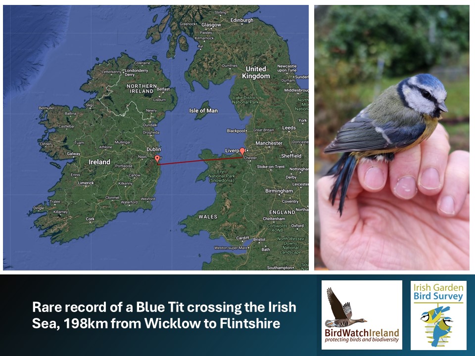 A rare movement of a Blue Tit via one of our ringers recently - moving 198km and across the Irish Sea, from Wicklow to Flintshire! There are very few records of Blue Tits moving across the Irish Sea even though nearly 70,000 have been ringed in Ireland and >5 million in the UK!