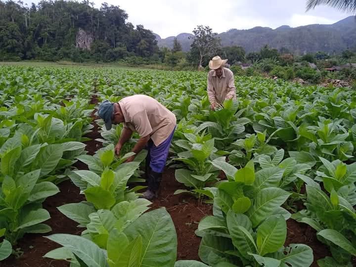 Ya se han sembrado más de 3 400 ha de tabaco en #PinardelRío. Los productores ratifican el compromiso para esta campaña. #UnidosXCuba  #ConLaFuerzaDeLaUnidad seguiremos venciendo #PinarXNuevasVictorias <a href="/DiazCanelB/">Miguel Díaz-Canel Bermúdez</a> <a href="/DrRobertoMOjeda/">Dr. Roberto Morales Ojeda</a> <a href="/YamileRamosCord/">Yamilé Ramos Cordero</a>