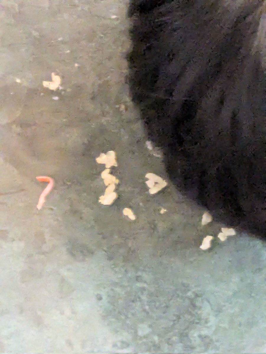 F55W18's tweet photo. いなり寿司犬食いさせた https://t.co/GZEMHGdXEj