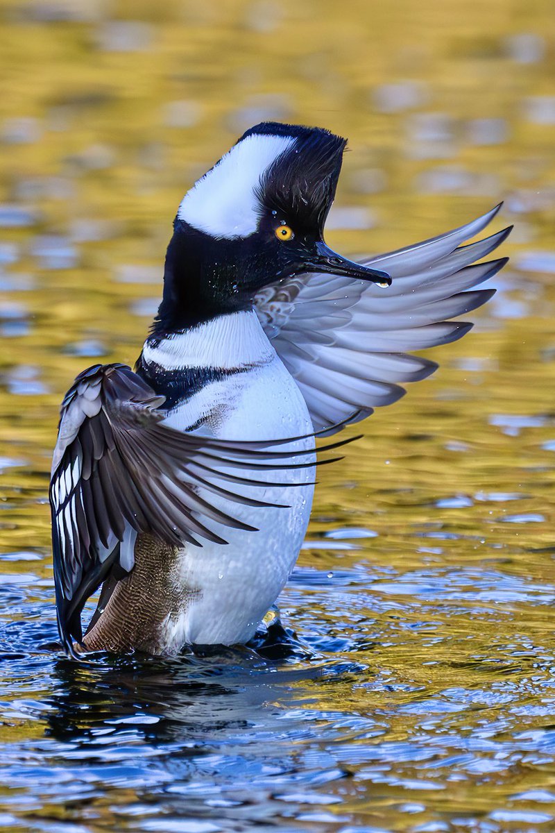 A Hooded Merganser rises gracefully from the water, flapping its wings in a display of strength and elegance. Photographed with my <a href="/NikonUSA/">NikonUSA</a> Z 6III and 800mm f/6.3 lens. #Nikonambassador #birdphotography