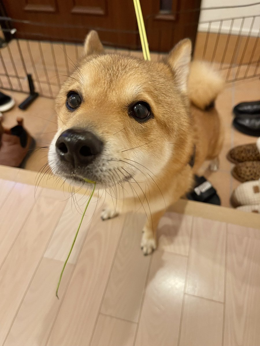あまりにも顔が可愛い。あとなんか草たべてる。