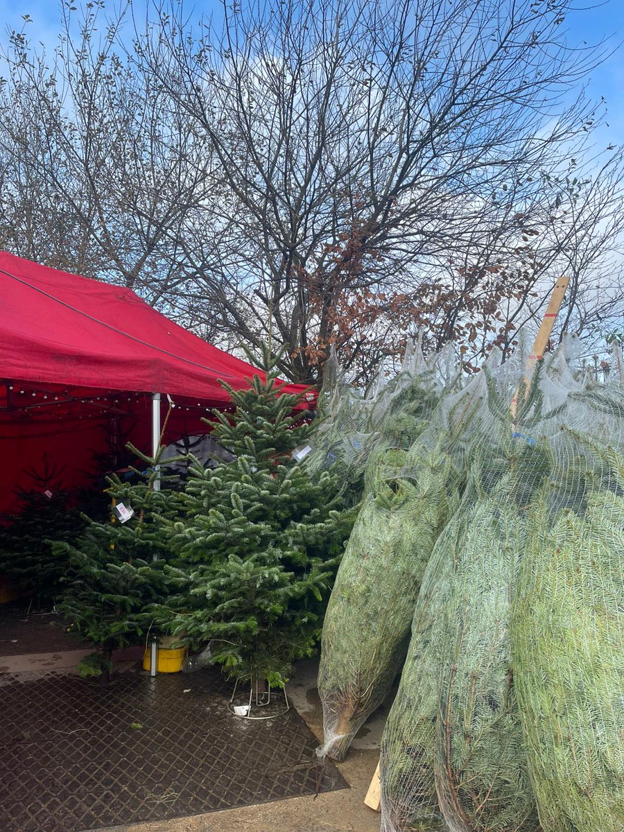 BulkGroup's tweet photo. We're here right across the weekend with the freshest, locally grown trees in town!🎄🪓

🎄 Prices fr £25
📍 Free local delivery
💳 Cards welcome
♻️ January charity recycling

Open to 5pm Fri, 3.30pm Sat &amp; 2.30pm Sun. Can't get to us? Drop us a line &amp; choose a tree virtually! https://t.co/wm3XxqQF9r