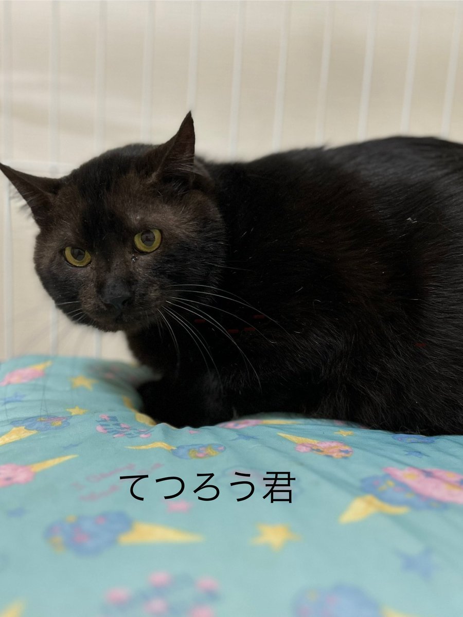 shibachomama's tweet photo. 昨年に
ひとみちゃん
ノンちゃん
シュガー
立て続けに��取り
なかなか腰が上げられ無かったのですが
預かりボランティアを再開いたしました。

#預かりボランティア
#保護猫
#多賀にゃん
#猫のペットホテル
#老犬ホーム

🍀お問い合わせはHPを
https://t.co/0emzNhb9uy https://t.co/Ek3svQaMY8
