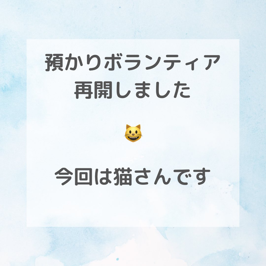 shibachomama's tweet photo. 昨年に
ひとみちゃん
ノンちゃん
シュガー
立て続けに��取り
なかなか腰が上げられ無かったのですが
預かりボランティアを再開いたしました。

#預かりボランティア
#保護猫
#多賀にゃん
#猫のペットホテル
#老犬ホーム

🍀お問い合わせはHPを
https://t.co/0emzNhb9uy https://t.co/Ek3svQaMY8
