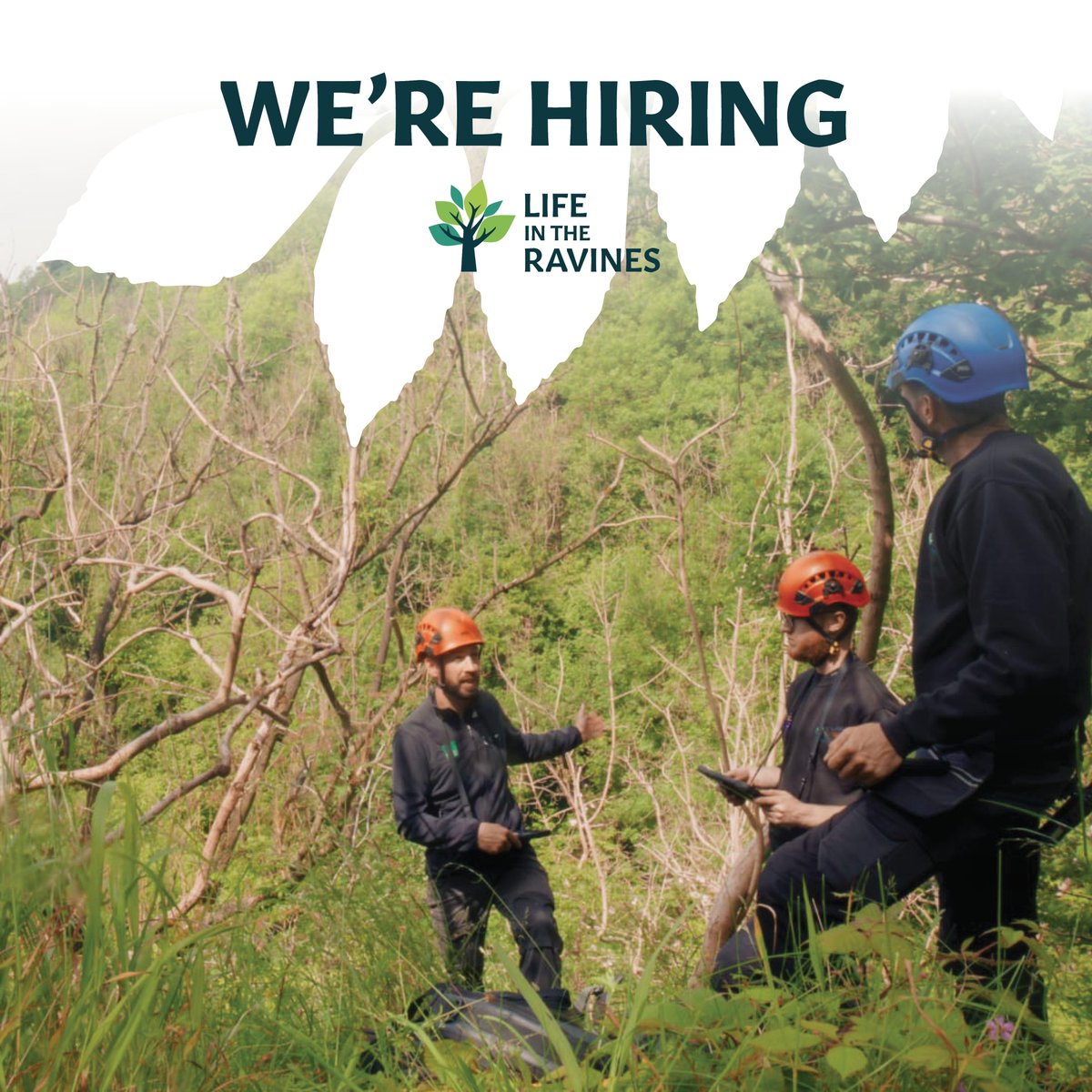 We’re hiring: Woodland Restoration Manager 🌳

Join our passionate team to restore Peak District woodlands threatened by ash dieback.

📍 Peak District
💷 £30,850

Apply now: bit.ly/LITR-Apply-Now
#EnvironmentalCareers #WoodlandRestoration #LIFEProgramme