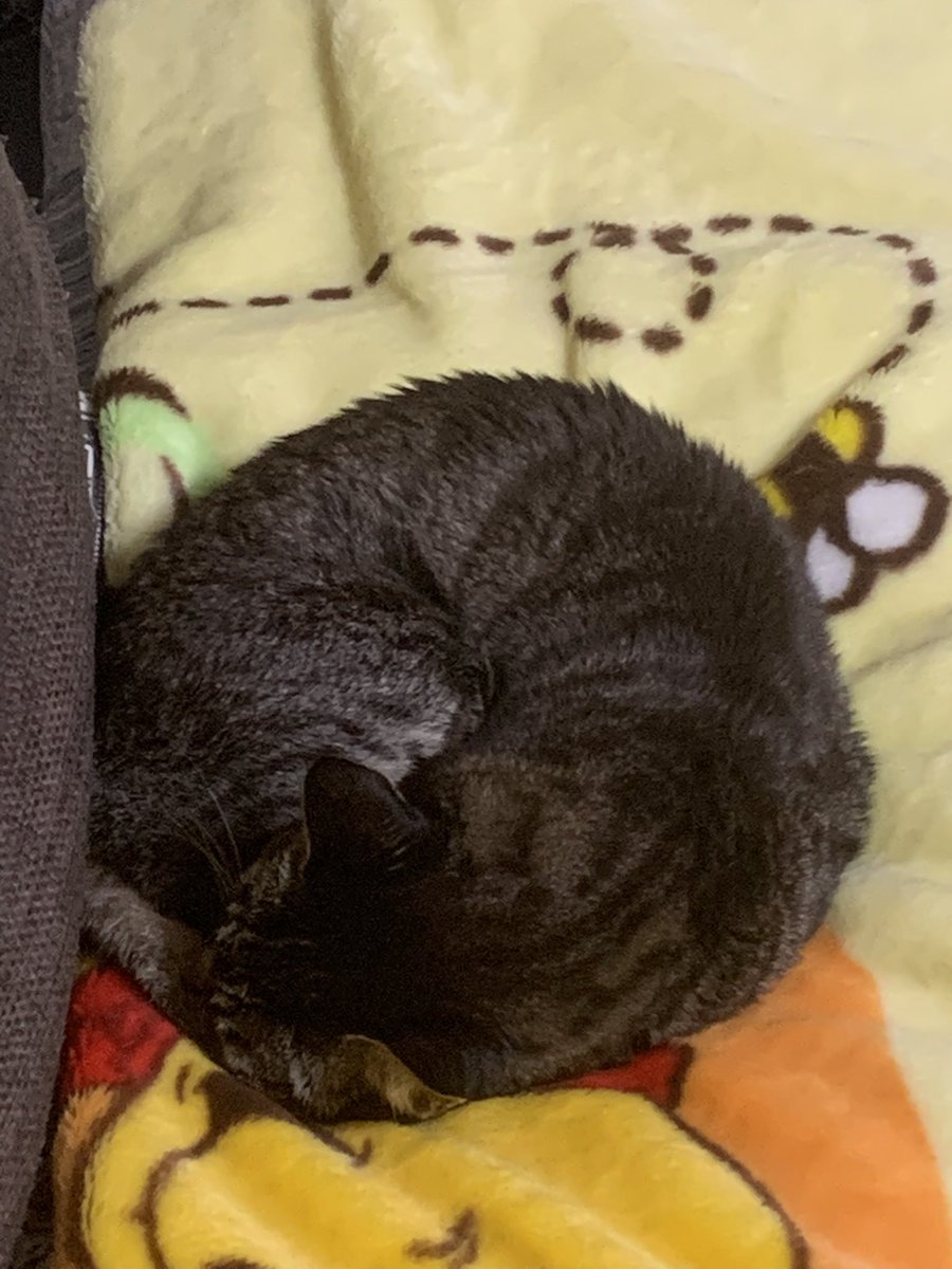 daikiwithyou's tweet photo. #うちのねこ　#ララちゃん　#女の子 #猫飼い https://t.co/JHTMIg06J0