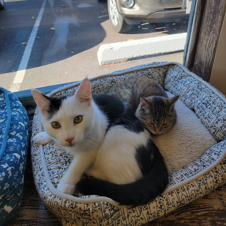 MeWowCatCafe's tweet photo. Good morning! Time to rise n' shine and get ready for the hoomans! ❤❤
#mewow #catcafe #doylestownkitties #catsandcoffee #catlovers https://t.co/pZf6Ib5Esf