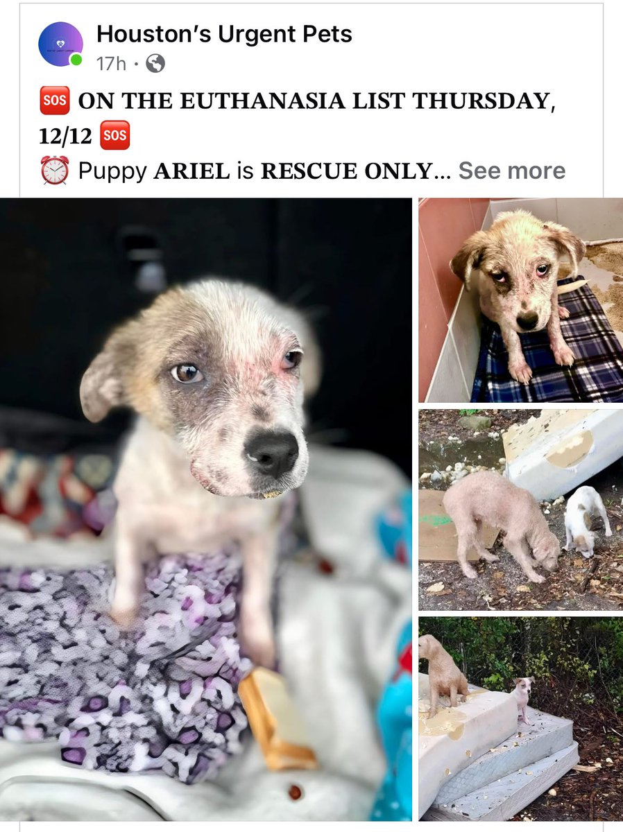 MilosVlog32's tweet photo. @JuliannaFrieman @tedcruz @HeadlineUSA They are K😡Illing puppies in Texas. Wondering why no one is throwing up memes. Is it because they are American or is it because it’s Texas. https://t.co/yqVydv41nf
