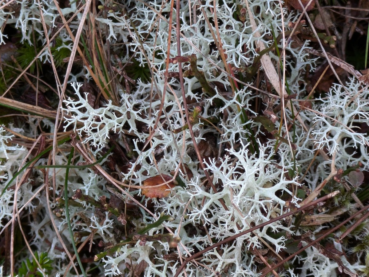 Reindeer moss can be found on several of our peatland sites 😍 This is an important food source for reindeer in snowy ❄️regions and, despite its name, is actually a lichen rather than a moss. Maybe Rudolf will stop by for a snack on Christmas Eve 🦌🤞