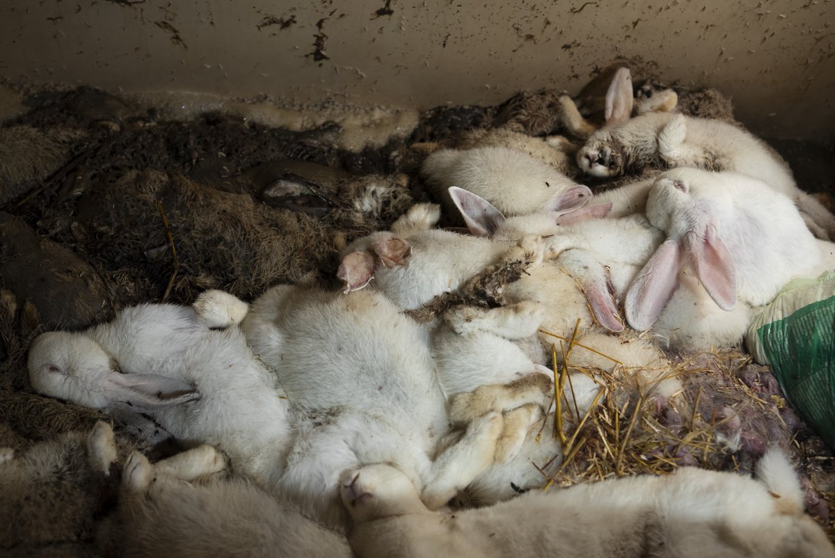 SavoirAnimal07's tweet photo. " @L214  demande à l’abattoir Socla, acteur majeur de la filière dans les Hauts-de-France, de suspendre ses relations commerciales avec ces élevages et aux préfectures du Nord et du Pas-de-Calais d’ordonner leur fermeture." 

https://t.co/EoHOwLvO4J https://t.co/M1u7MoXofM
