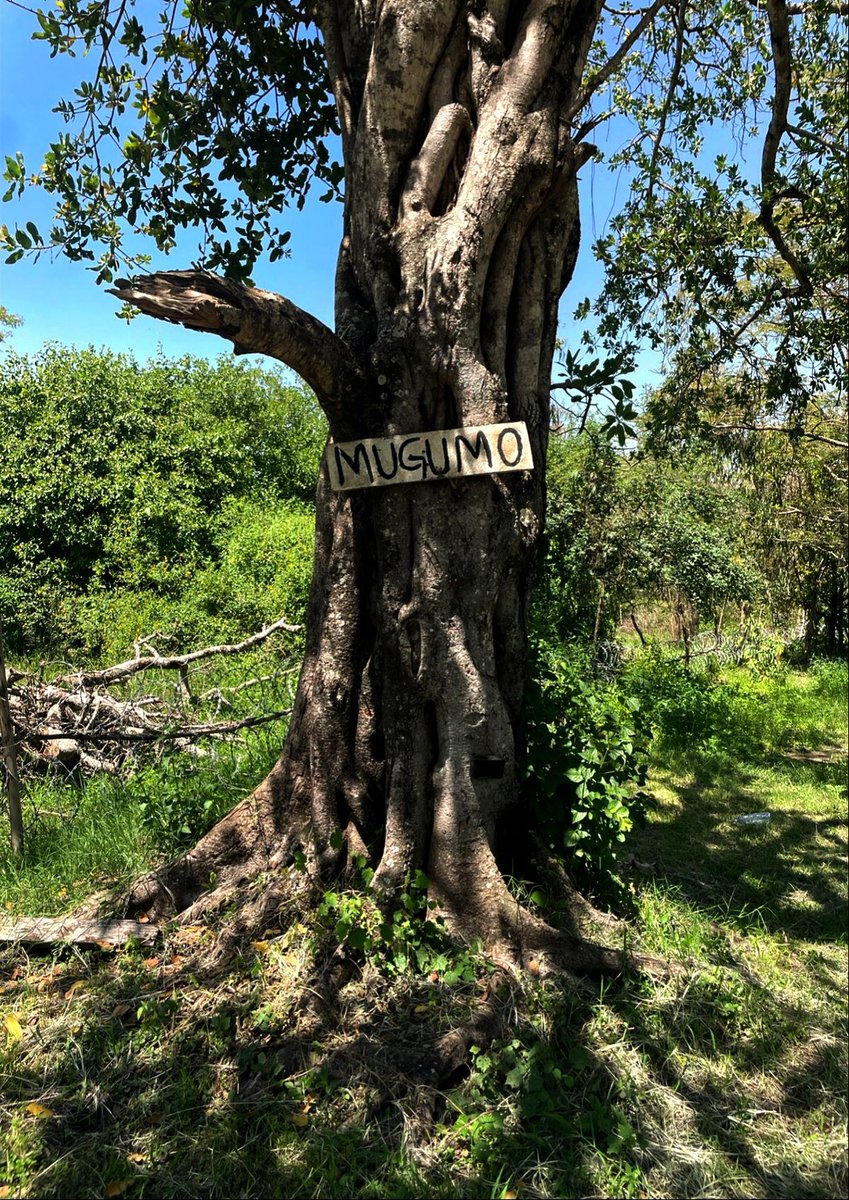 HumanoAllan's tweet photo. A camp sight is cooking ... https://t.co/hU9XaNKH0i