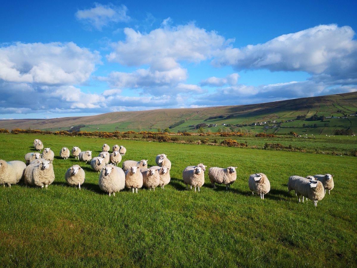 The Agricultural and Horticultural Census Northern Ireland for June 2024 was published today. For further details, see daera-ni.gov.uk/publications/a…