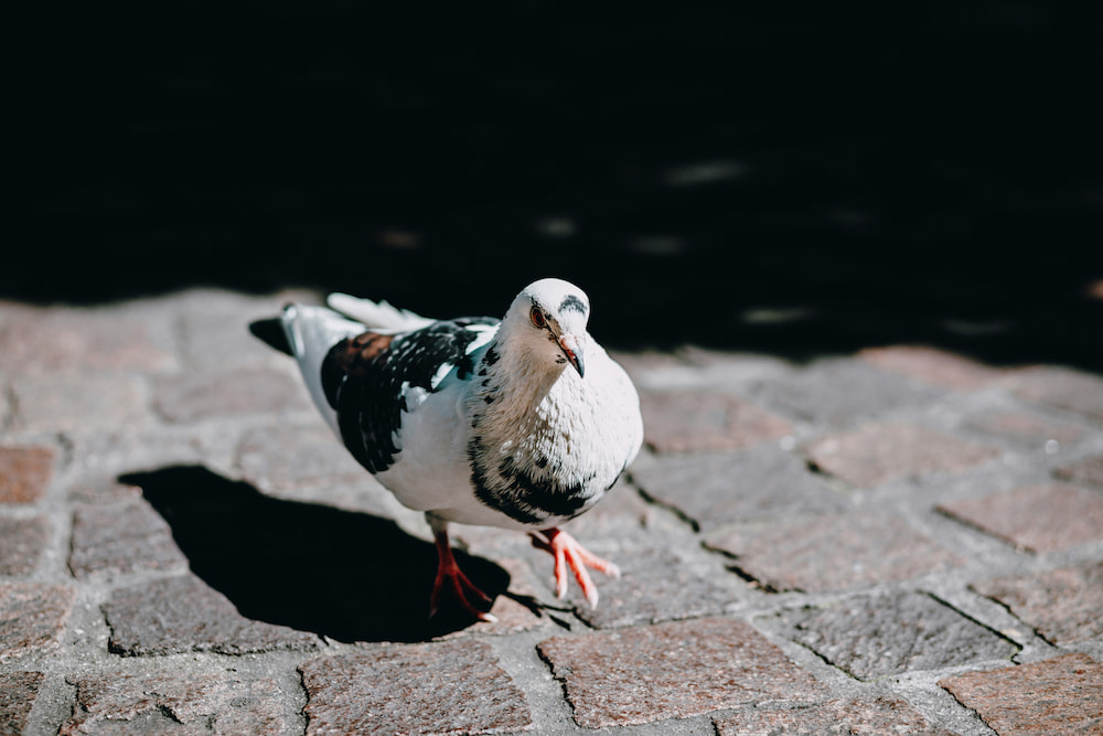 Johnson's have been developing pigeon and poultry products since before the war, and even though it started with a simple Pigeon Tonic, caring for fancy pigeons is now big business. 

Here are some tips to help you care for them: johnsons-vet.com/tips-for-carin…