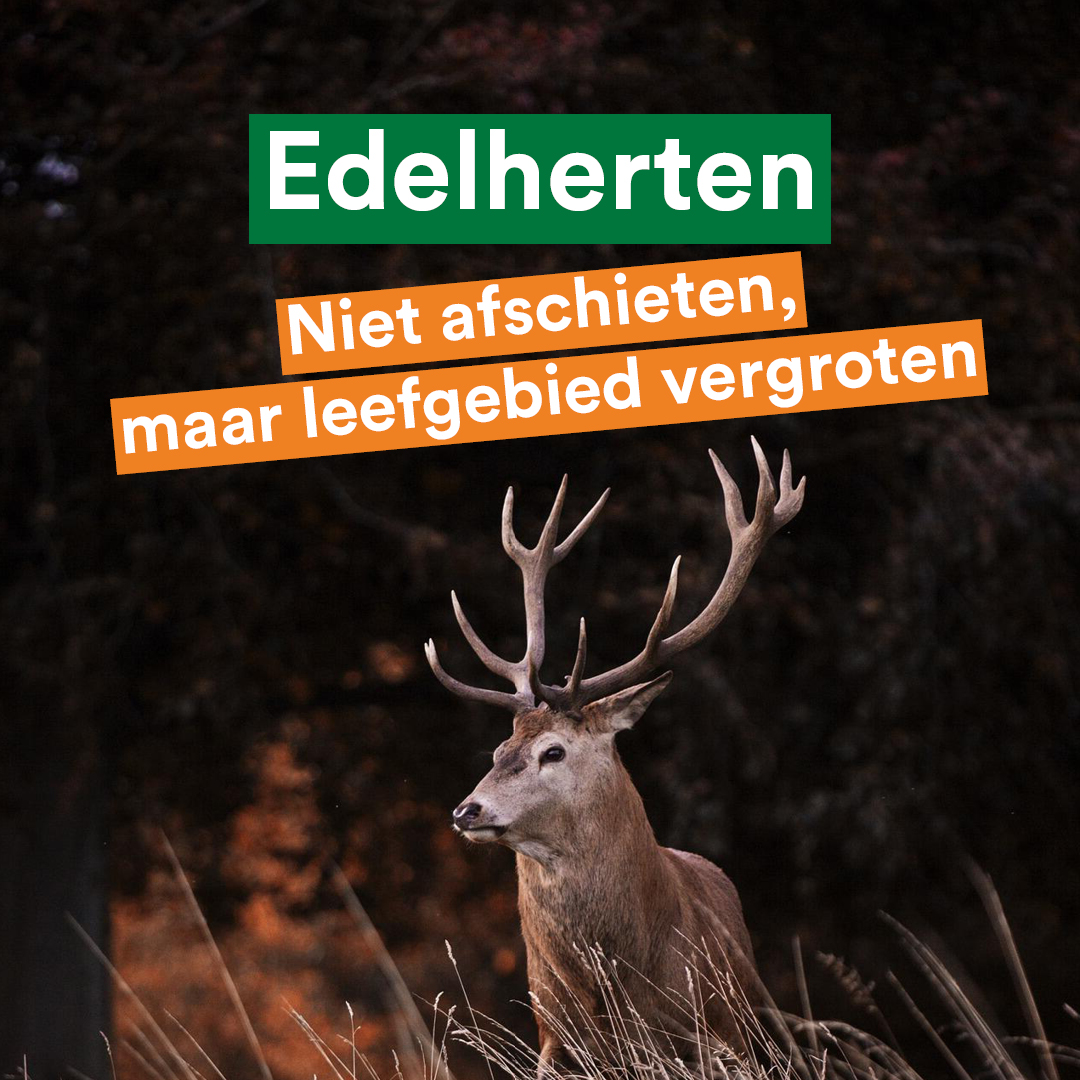 Het leefgebied is te klein - daarvoor waarschuwden wij ruim 10 jaar geleden al. 
Toch zijn toen, als prestigeproject, #edelherten geherintroduceerd in het Groene Woud.
Omdat het gebied niet mee kan groeien, dreigen er nu edelherten afgeschoten te gaan worden.

Vragen gesteld 👇