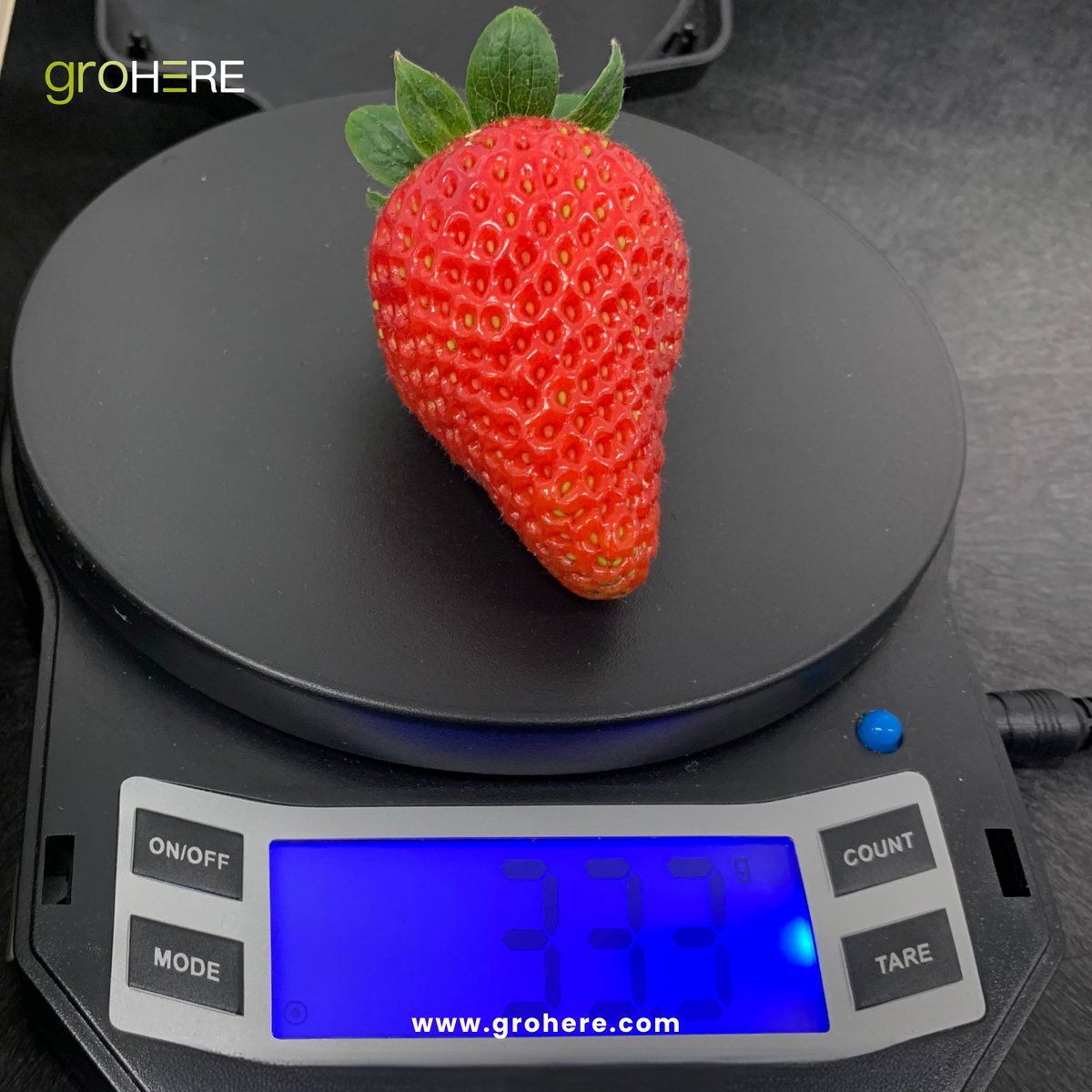 From North American favorites like Albion &amp; Sweet Ann to European varieties like Malling Champion &amp; Delizzimo, we've tested them all! Each variety brings its own flavor profile &amp; growing characteristics, helping us refine our methods and deliver the perfect berry. 🍓✨ #groHERE