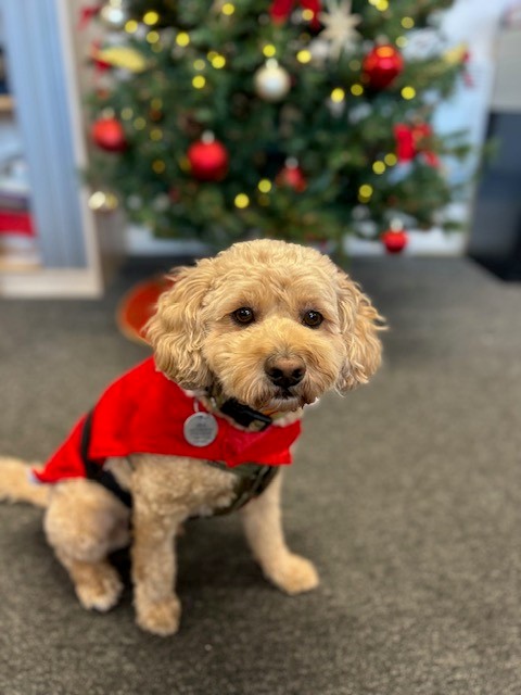 BeerPiper's tweet image. It's beginning to look like a lot like Christmas thanks to a visit from this little guy!