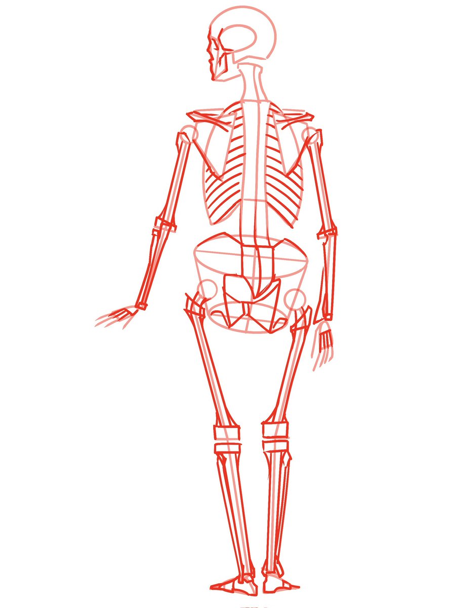 kato_anatomy's tweet image. 