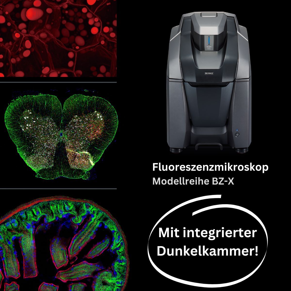 KEYENCE Deutschland (@keyenced) on Twitter photo Mit dem kompakten und vollmotorisierten Fluoreszenzmikroskop BZ-X können Sie dank der integrierten Dunkelkammer herausragende Fluoreszenzbilder aufnehmen.
 
💡 Hier finden Sie unsere Anwendertipps für klare, hochauflösende Fluoreszenzbilder: buff.ly/3UmxF97
#LifeScience Mit dem kompakten und vollmotorisierten Fluoreszenzmikroskop BZ-X können Sie dank der integrierten Dunkelkammer herausragende Fluoreszenzbilder aufnehmen.
 
💡 Hier finden Sie unsere Anwendertipps für klare, hochauflösende Fluoreszenzbilder: buff.ly/3UmxF97
#LifeScience