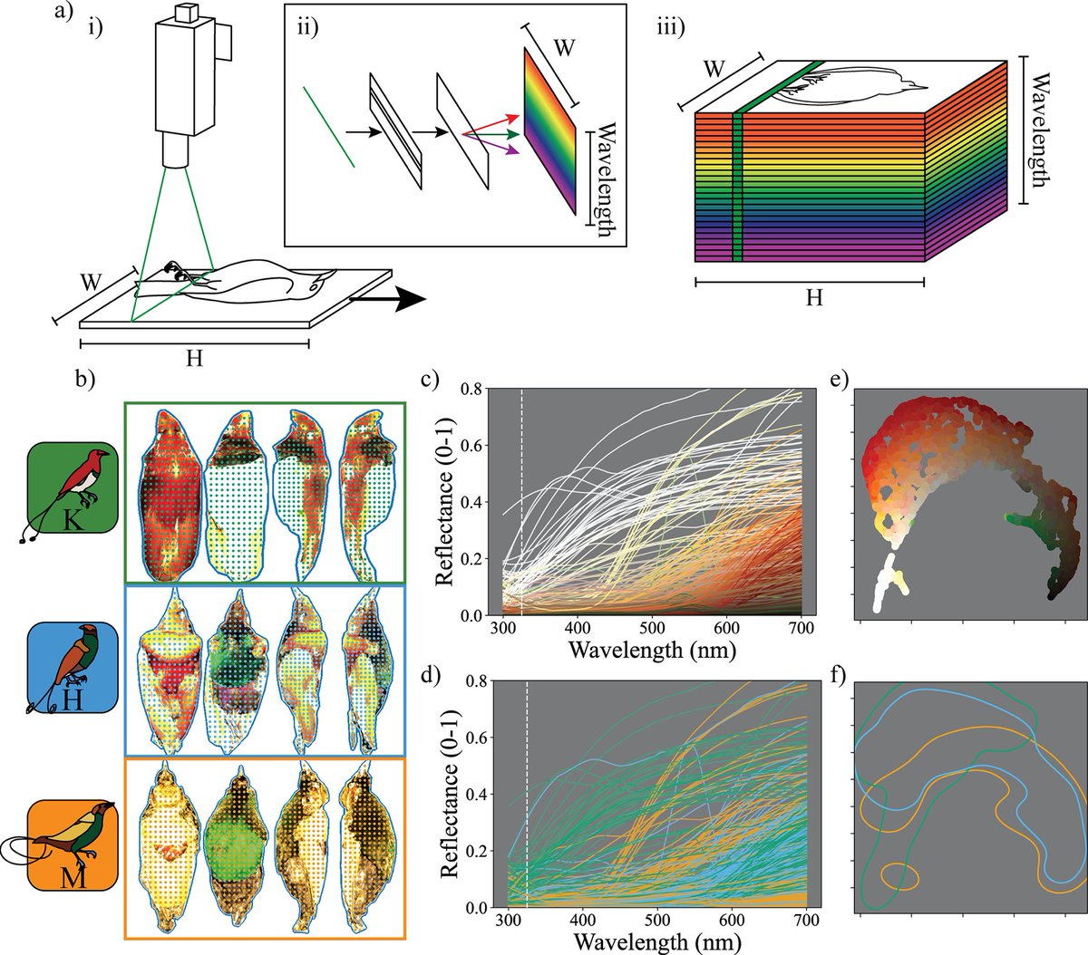 david 🥚campo (@docampo10) on Twitter photo Checkout the latest Stoddard Lab paper! 
🦚
Hyperspectral imaging in animal coloration research: A user-friendly pipeline for image generation, analysis, and integration with 3D modeling
By Ben G. Hogan & Mary C. Stoddard 
journals.plos.org/plosbiology/ar… Checkout the latest Stoddard Lab paper! 
🦚
Hyperspectral imaging in animal coloration research: A user-friendly pipeline for image generation, analysis, and integration with 3D modeling
By Ben G. Hogan & Mary C. Stoddard 
journals.plos.org/plosbiology/ar…