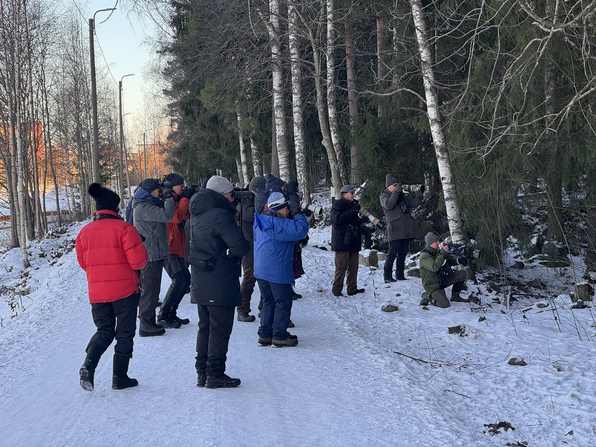 Viikistä tärähti tänään, kun ensimmäinen talvinen pikkusieppolaji löytyi. Laji varmistui iltapäivällä Suomen toiseksi IDÄNPIKKUSIEPOKSI. Ensimmäinen viihtyi Helsingissä loka-marraskuussa 2016. Elis 353 jos RK suo. 🥳 #linnut #idänpikkusieppo