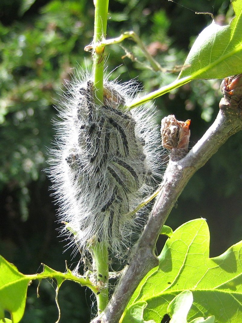 AFEntomology's tweet photo. Highly commended Early Career Entomologist awards for Agricultural and Forest Entomology went to Yevhen Suprunenko @Forest_Research for work on the spread of an invasive forest pest, oak processionary moth https://t.co/6KlhPXwY9B [Photo from Forest Research] https://t.co/mWYNPMXcHu