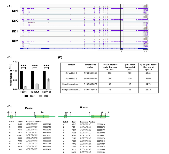 😍This study investigated regulation of the splicing factor heterogeneous nuclear ribonucleoprotein-L (hnRNPL) in the failing heart. hnRNPL is altered in heart failure across species. Draper et al., FEBS Lett, 2024. <a href="/nih_nhlbi/">NIH NHLBI</a> (ORIP-K01OD028205) pubmed.ncbi.nlm.nih.gov/39300280/