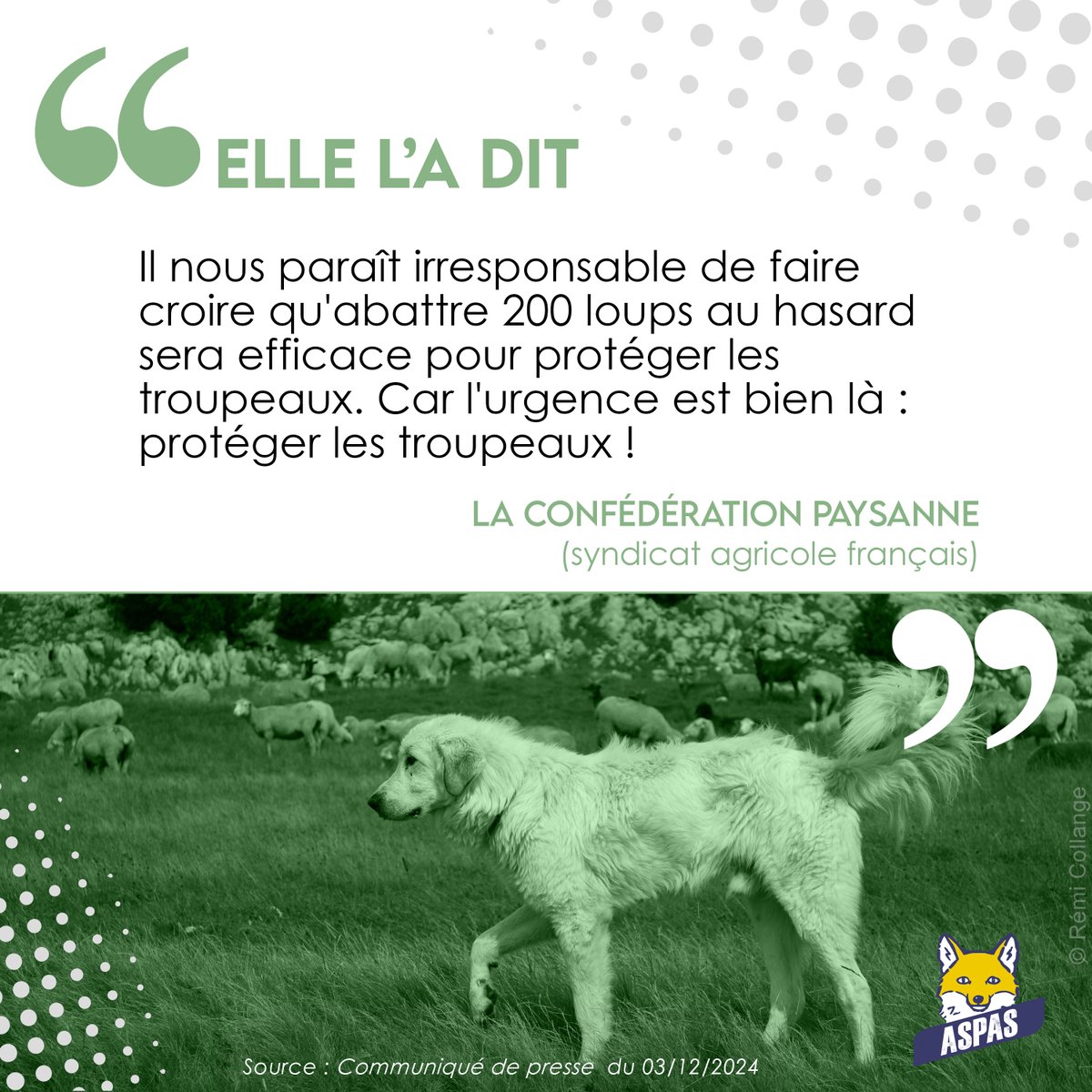 ASPASnature's tweet photo. Bravo @ConfPaysanne pour cette réaction, suite au changement de statut du loup opéré par Berne. Si tous les éleveurs &amp; syndicats partageaient ce constat, il n'y aurait (presque) plus de débat ! Et le loup deviendrait un sujet nettement moins politique... @Agri_Gouv @Ecologie_Gouv https://t.co/IijqDZm7QM
