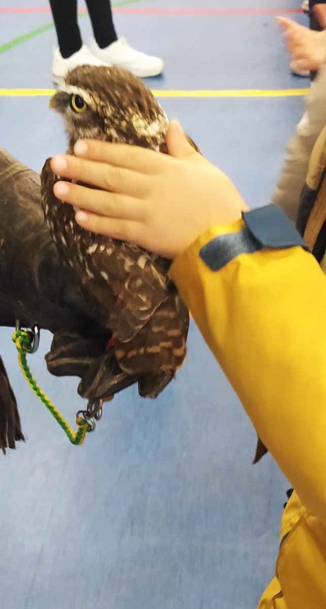 CeipLorenzo's tweet photo. ¿Es un avión? ¡No! ¡Es un halcón peregrino! Nuestros peques de Ed. Inf 5 años han disfrutado de una visita muy especial: una bandada de aves rapaces ha visitado el centro. Ni que decir que los chic@s se lo han pasado muy bien en compañía de tan singulares animales. https://t.co/jdkn1T6mmc