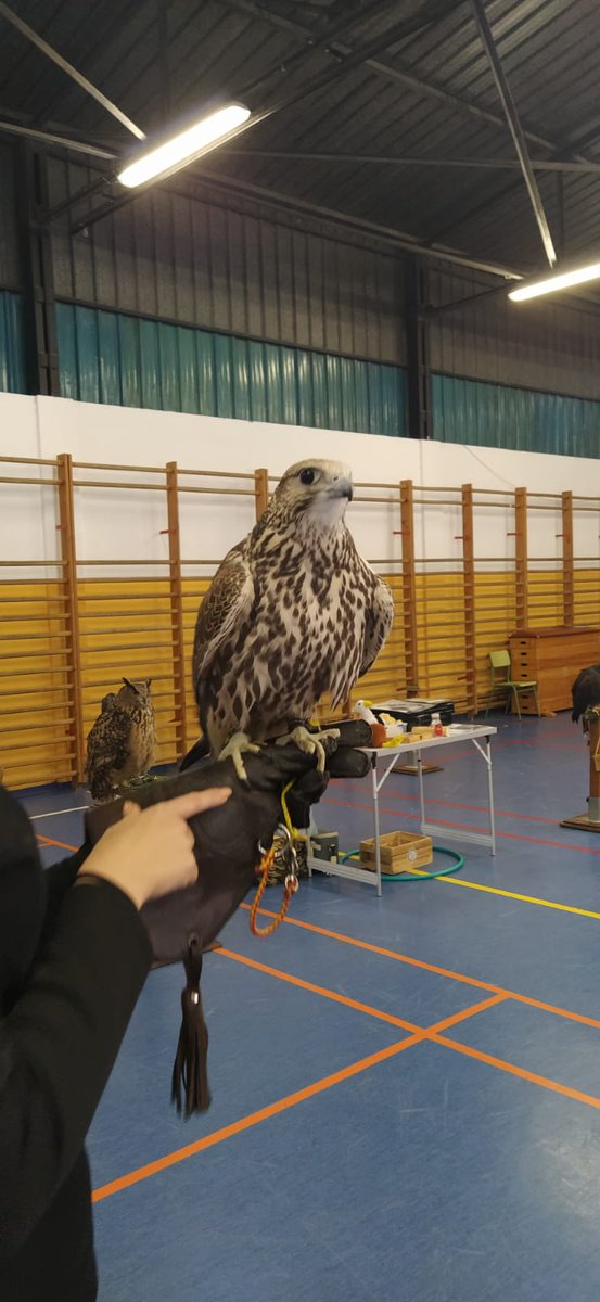 ¿Es un avión? ¡No! ¡Es un halcón peregrino! Nuestros peques de Ed. Inf 5 años han disfrutado de una visita muy especial: una bandada de aves rapaces ha visitado el centro. Ni que decir que los chic@s se lo han pasado muy bien en compañía de tan singulares animales.