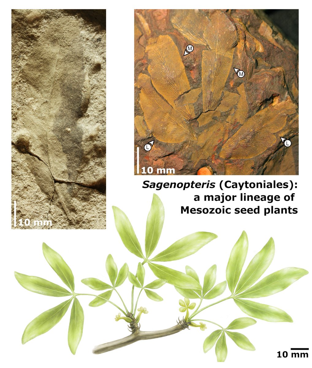 The PalAss (@thepalass) on Twitter photo Revision of Sagenopteris : a major lineage of Mesozoic seed plants onlinelibrary.wiley.com/doi/10.1002/sp… <a href="/wileyearthspace/">Wiley Earth and Space Science</a> #PapersinPalaeontology Revision of Sagenopteris : a major lineage of Mesozoic seed plants onlinelibrary.wiley.com/doi/10.1002/sp… <a href="/wileyearthspace/">Wiley Earth and Space Science</a> #PapersinPalaeontology