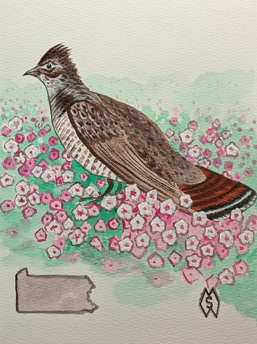 This is my painting of the Pennsylvania state bird and flower, which are the ruffed grouse and mountain laurel. redbubble.com/shop/ap/140886…
#mattstarrfineart #gift #giftideas #tshirts #homedecor #pennsylvania #bird #birds #flower #ruffedgrouse #grouse #mountainlaurel #laurel