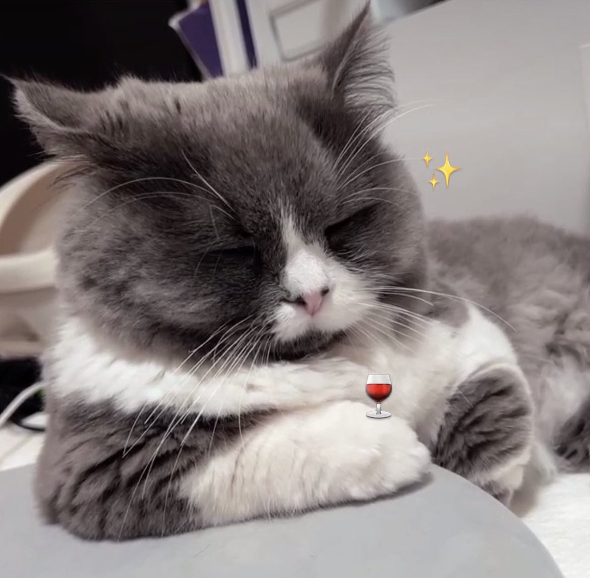_parutan_'s tweet photo. かっこいいねえ〜〜
 #ミヌエット 
 #ねこのいる暮らし
 #猫好きさんと繋がりたい https://t.co/ewGlIeMKuH