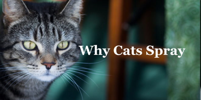 ThinkLikeaCat's tweet photo. Many people are under the wrong assumption that cats spray merely to mark territory, but it's far more complex than that.
https://t.co/FXLkj2nwlX
#cats #catbehavior #thinklikeacat #catvscat https://t.co/IlwsSRiDg2