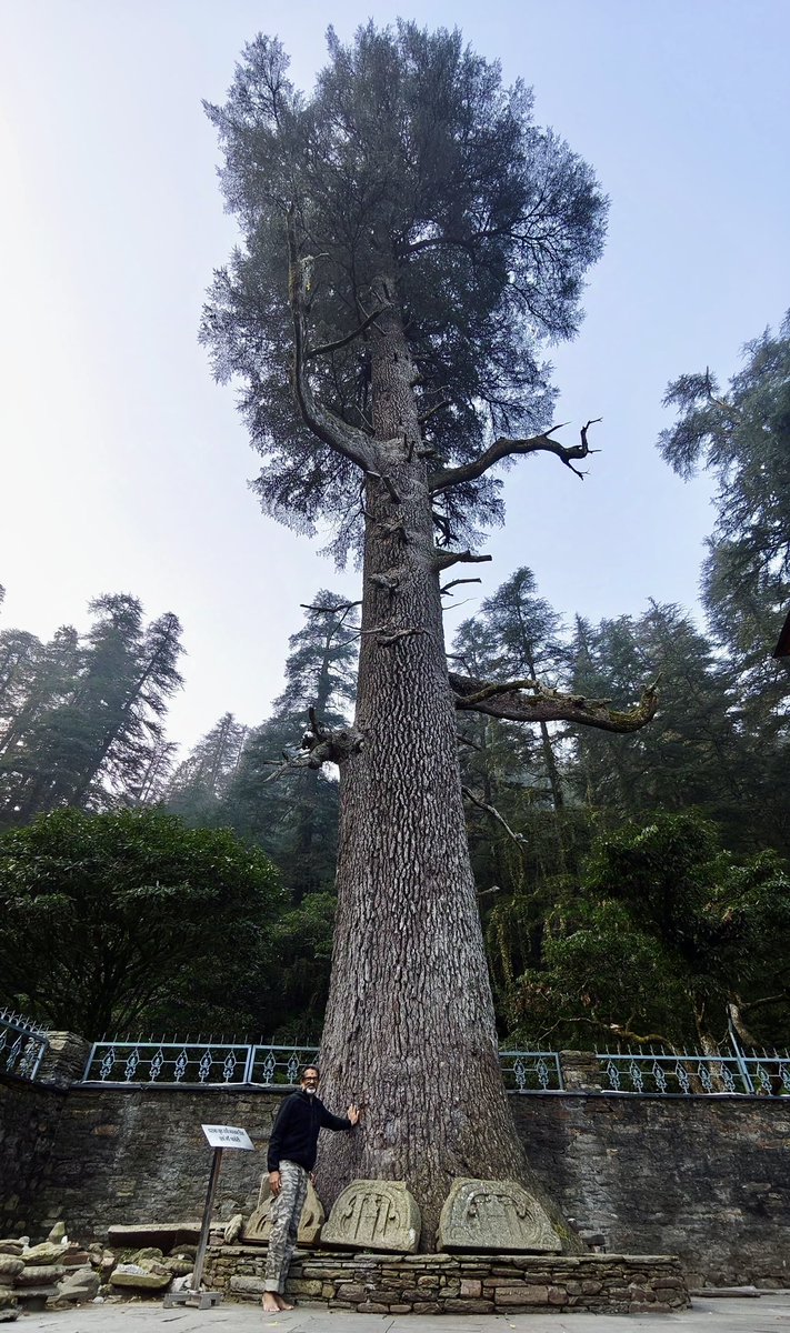 vata_foundation's tweet image. 900 yr old Deodar within the Jageshwar Temple campus. Visited as a part of #TheBigTreeQuest
