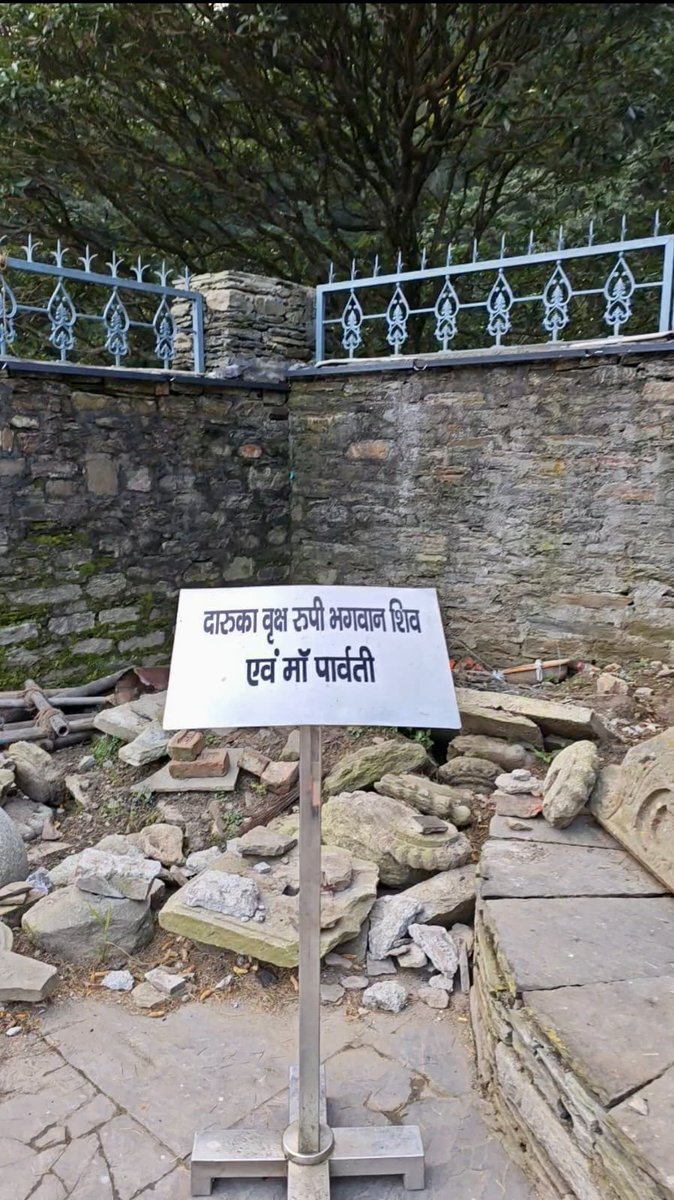 vata_foundation's tweet image. 900 yr old Deodar within the Jageshwar Temple campus. Visited as a part of #TheBigTreeQuest