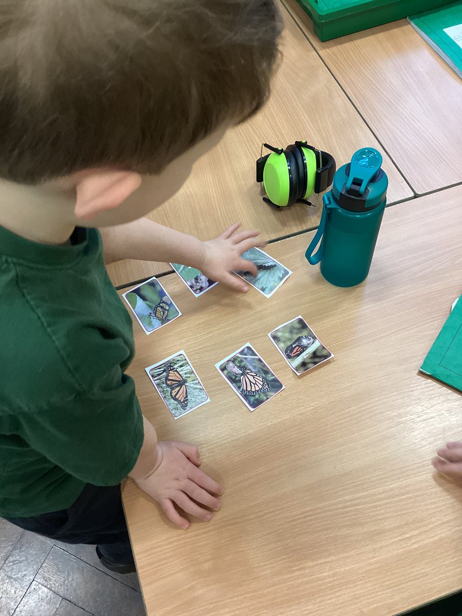 Year2Markeaton's tweet image. In science we have been learning about lifecycles 🐛🦋 #mpsscience