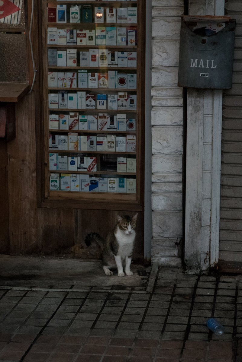 Scribble_Photo's tweet photo. 深層心裏
#旅行 #trip #travel #猫 #cat #沖縄 #nostalgia #ノスタルジック #その瞬間に物語を #私の記憶のカケラ #japanphotographer #ukphotographer https://t.co/4Ct9ZmMhdK