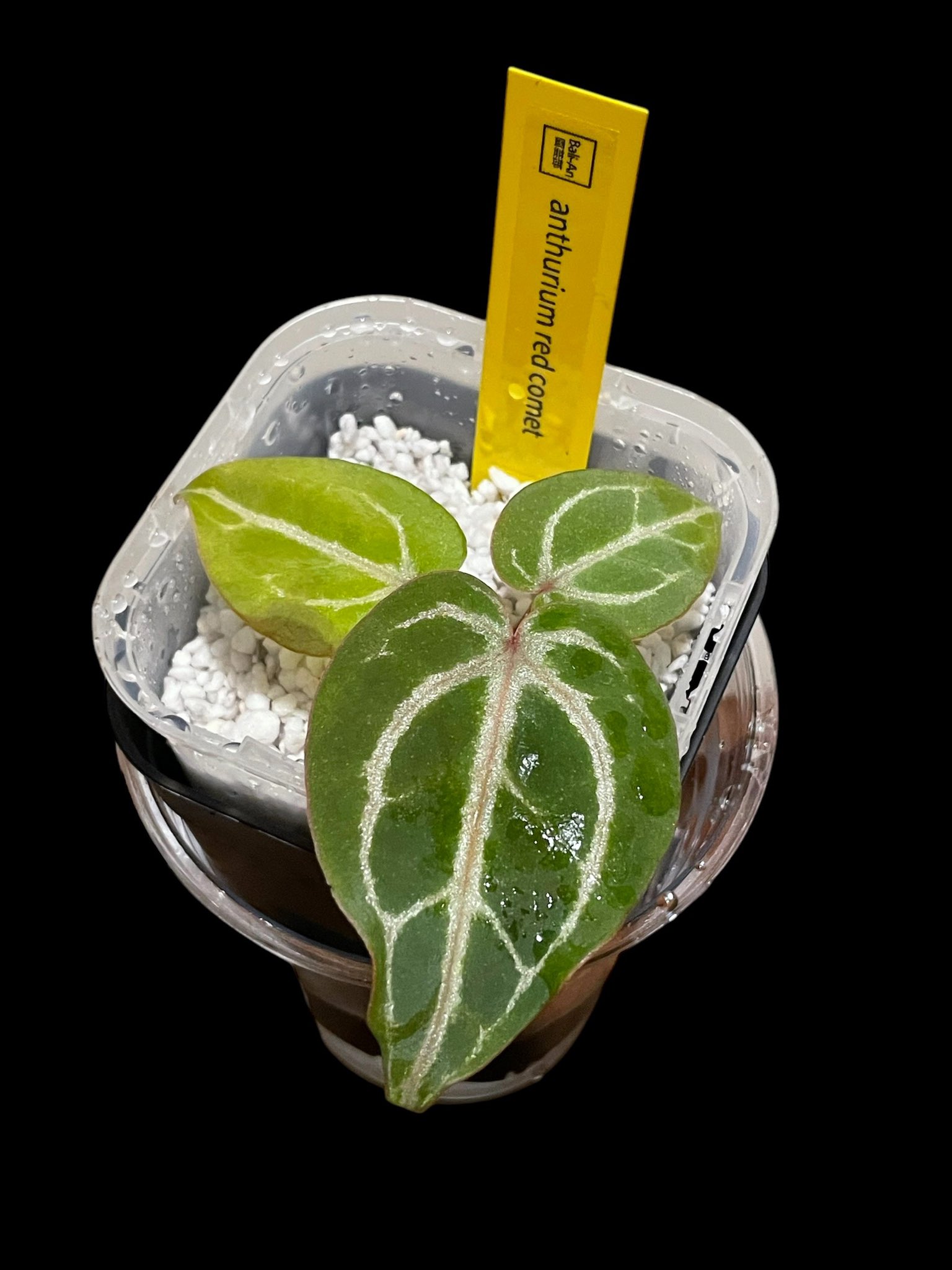 アンスリウムコンプリート 2025年最新】anthurium papillilaminumの人気アイテム - メルカリ