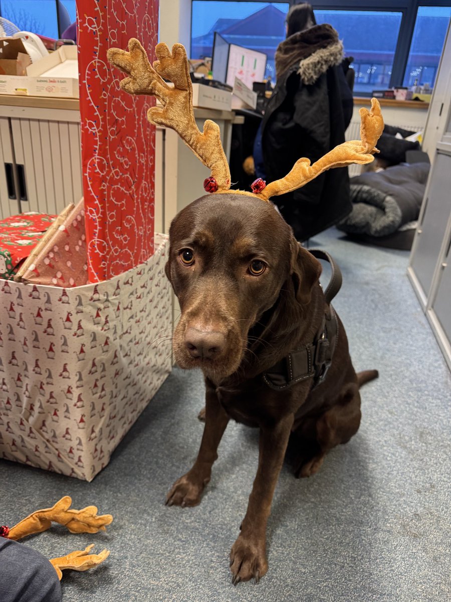 LiaWired's tweet photo. It has beed a while, but it’s @WiredP Christmas today! So I just aboots to gib outs de giftys! After we has had de bestest foods and quizzes! #IndieGamer #GamerDog #IndieGames #IndieDog #indieGames #dog #ChocolateLab #DogsInGames @WiredP #OfficeDog #OfficeMotivator #Christmas https://t.co/hZDr8qd1SV