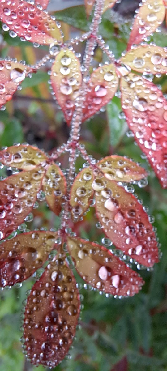 JiscaDijk's tweet photo. #kleineTuin #Garden #Plants #Autumn #Herfst
#Nandina domestica
oftewel Hemelse bamboe welke geen bamboe is 🥴
doet het prachtig in mijn tuintje: mooi verkleurend blad en trossen met rode besjes 🥰
Vanmorgen met de druppeltjes erop was ie helemaal
schitterend https://t.co/RLcnfx9bC0