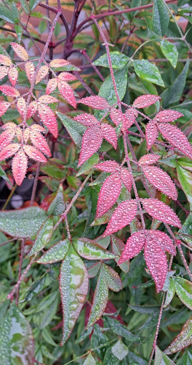 JiscaDijk's tweet photo. #kleineTuin #Garden #Plants #Autumn #Herfst
#Nandina domestica
oftewel Hemelse bamboe welke geen bamboe is 🥴
doet het prachtig in mijn tuintje: mooi verkleurend blad en trossen met rode besjes 🥰
Vanmorgen met de druppeltjes erop was ie helemaal
schitterend https://t.co/RLcnfx9bC0