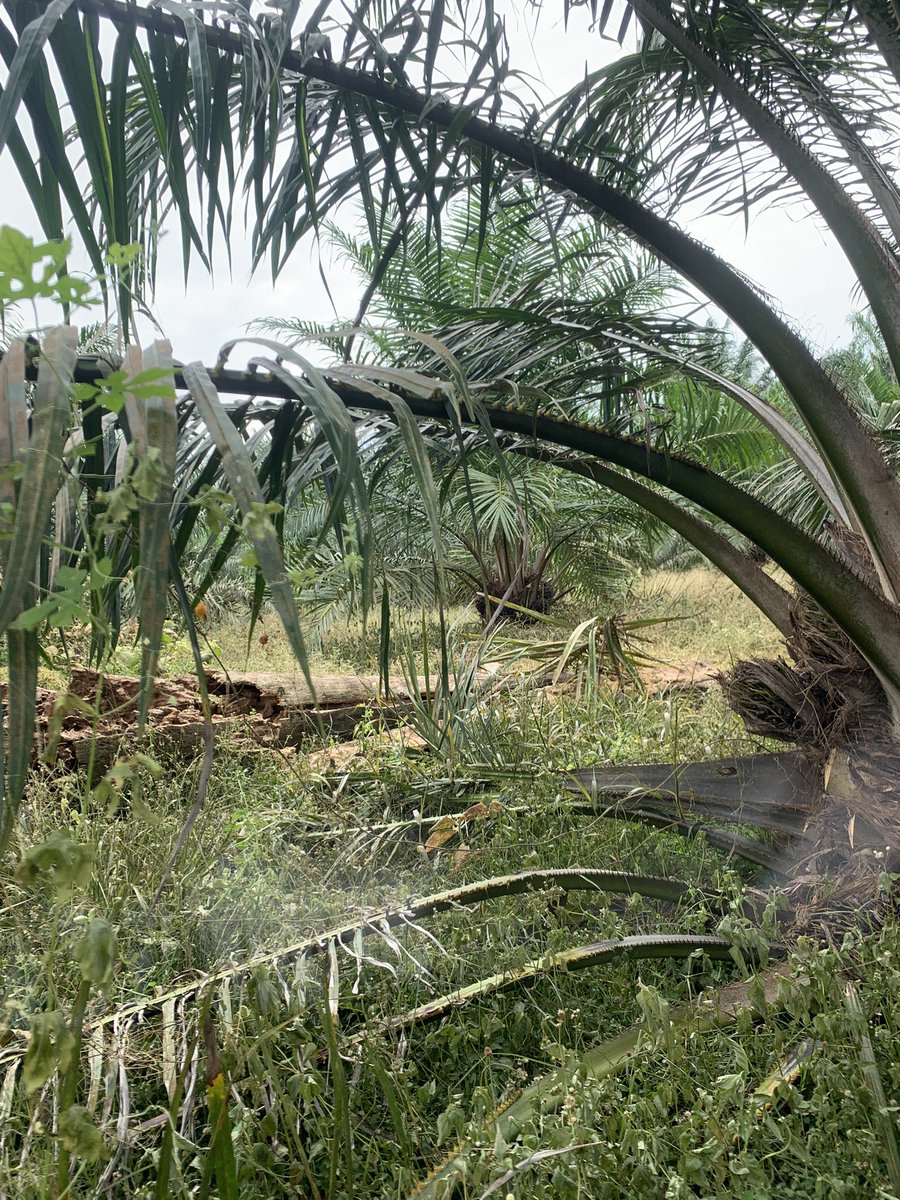 arifhakimi07's tweet photo. @aiman_997 Layan pruning pokok tinggi mcm ni menangis pinggang 😂 https://t.co/M2QtLRY0qo