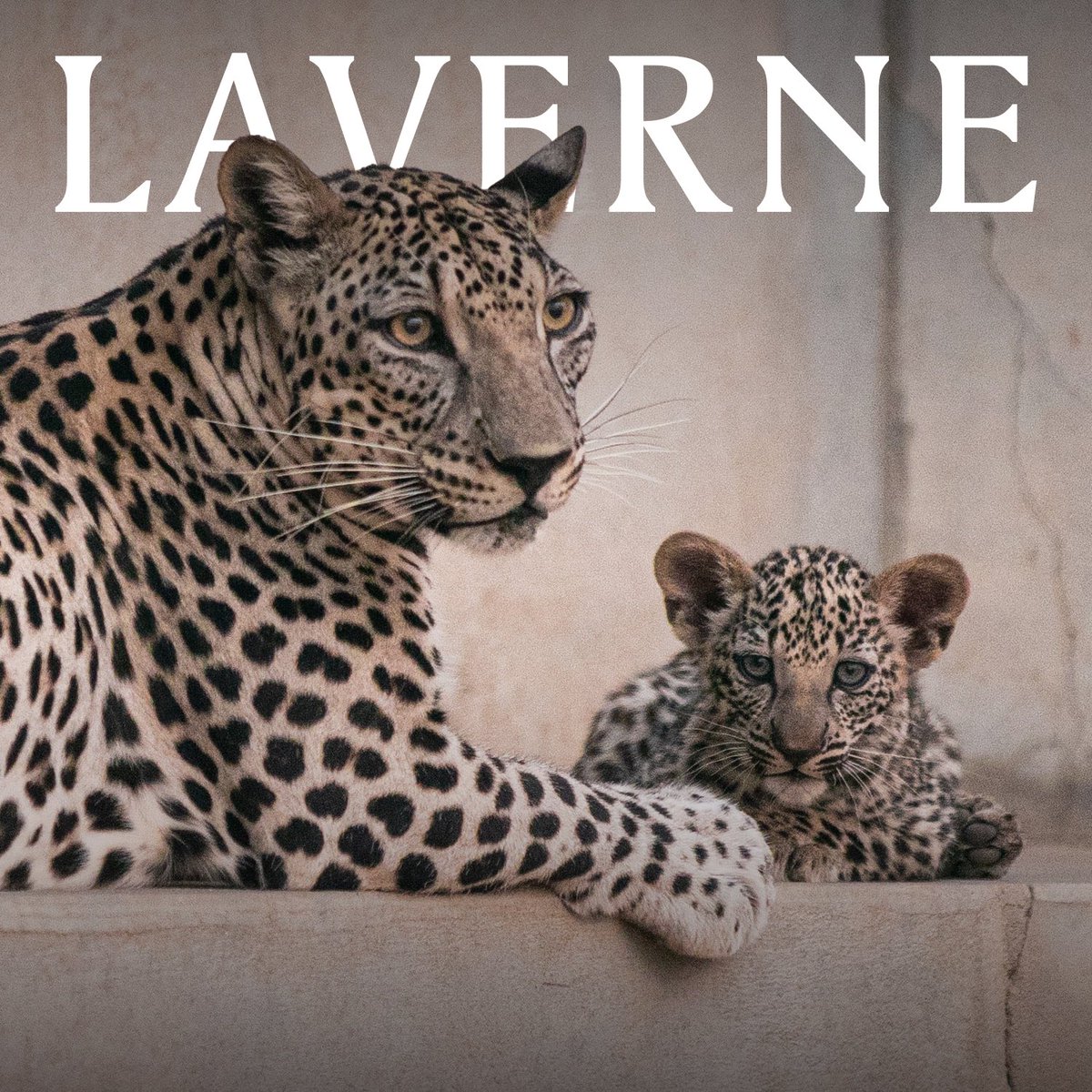 نحتفل في لافيرن بولادة التوأم الثلاثي لأنثى #النمر_العربي "ورد"، 
هذا الحدث الاستثنائي يذكّرنا باتصالنا مع الطبيعة والتزام #السعودية بحماية هذا الكنز البيئي وإعادته إلى موائله الطبيعية.