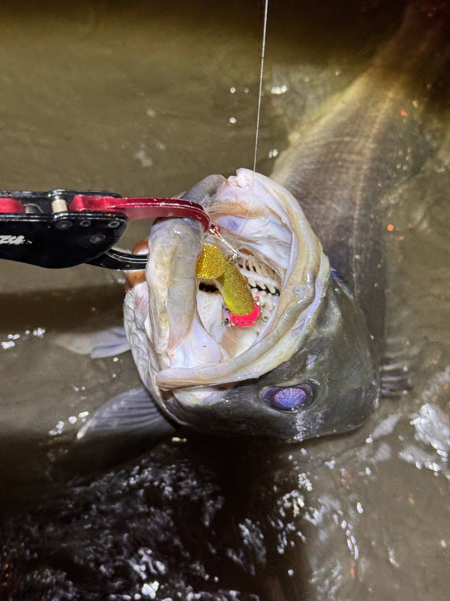 ryuseabass173's tweet photo. 2年連続でランカー釣れて幸せです😌
(TACKLEDATA)
ROD:BALBAL99 Jerking Edition （BlueBlue）
REEL：23 AIRITY LT4000-XH(DAIWA)
LINE：SEABASS PE POWER GAME 1号(東レ)
SNAP : FAST SNAP-41 #2 (BKK)
LUER：JOLTY22パワーテールチューン （BlueBlue）
#BlueBlue #DAIWA #23AIRRTY #BALBAL99 https://t.co/XXAe1wU8AS