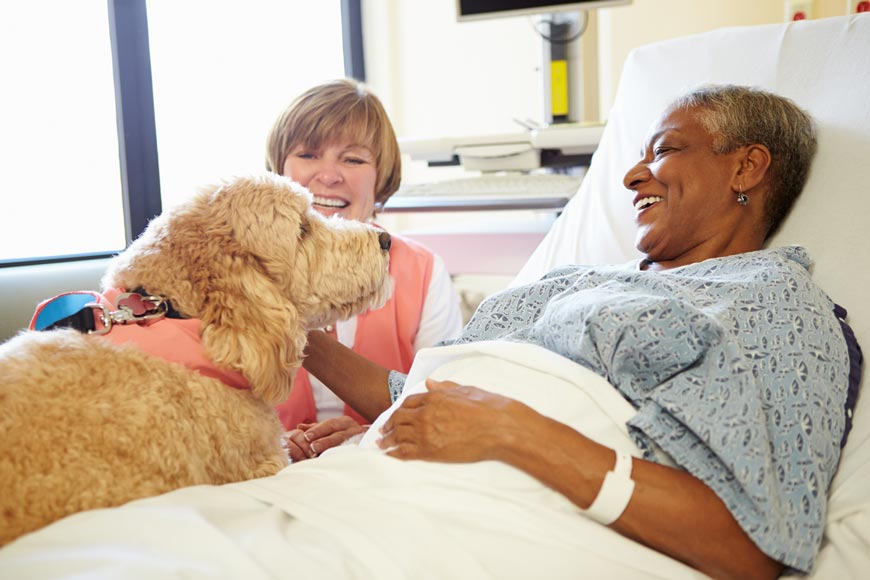 Dog Health tweet media